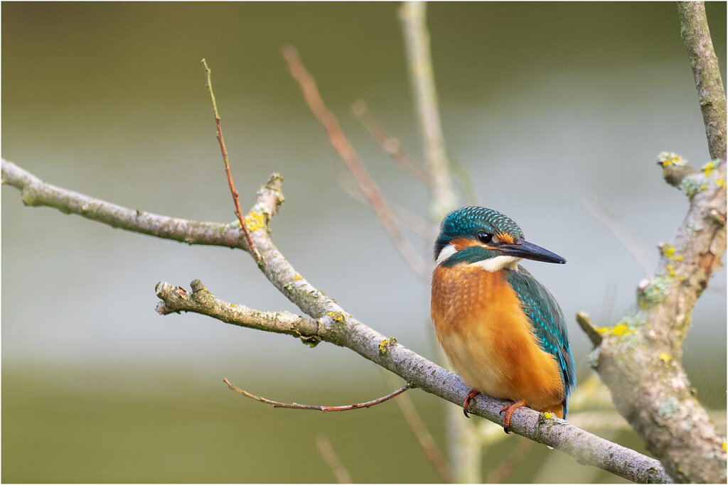 Eisvogel-Kingfisher-Olympus-E-M1-034697-Bearbeitet.jpg