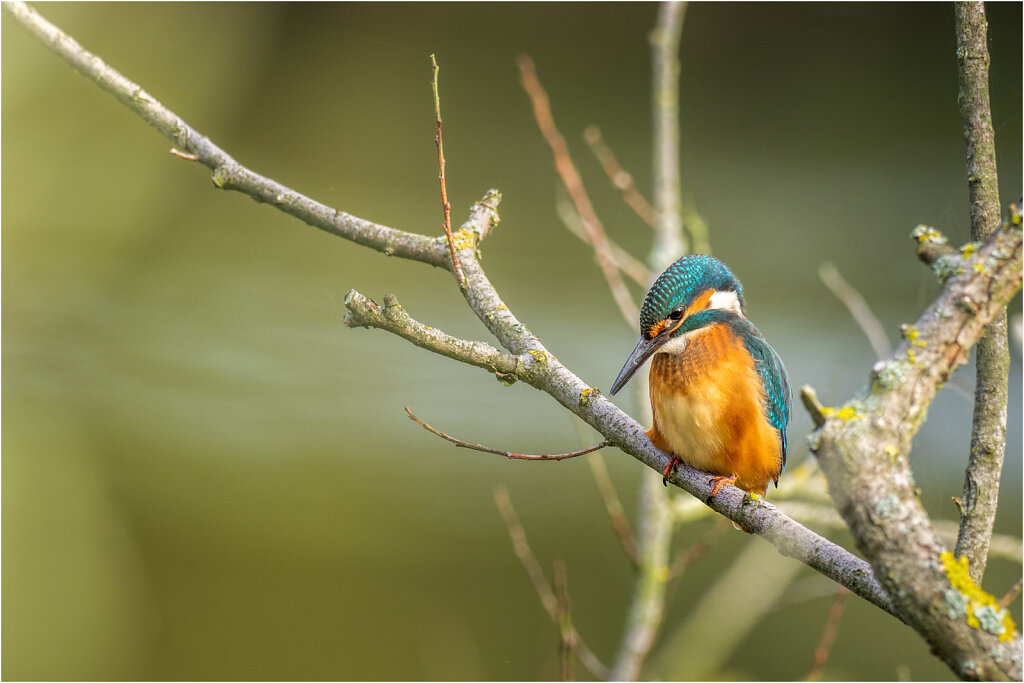 Eisvogel-Kingfisher-Olympus-E-M1l-034727-Bearbeitet.jpg