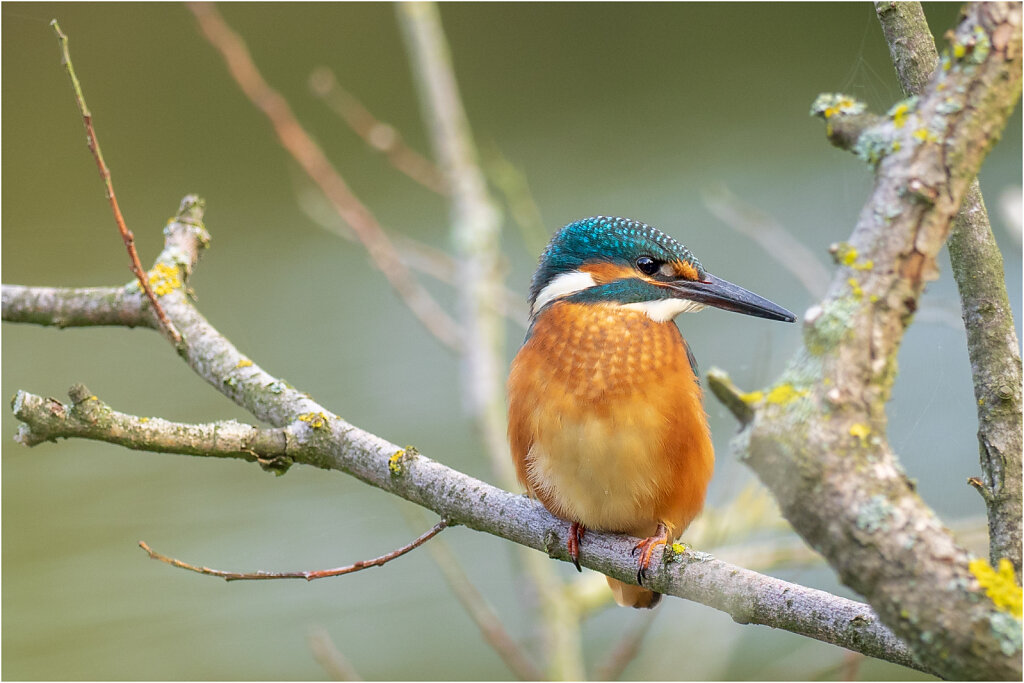 Eisvogel-Kingfisher-Olympus-E-M1-034796-Bearbeitet.jpg