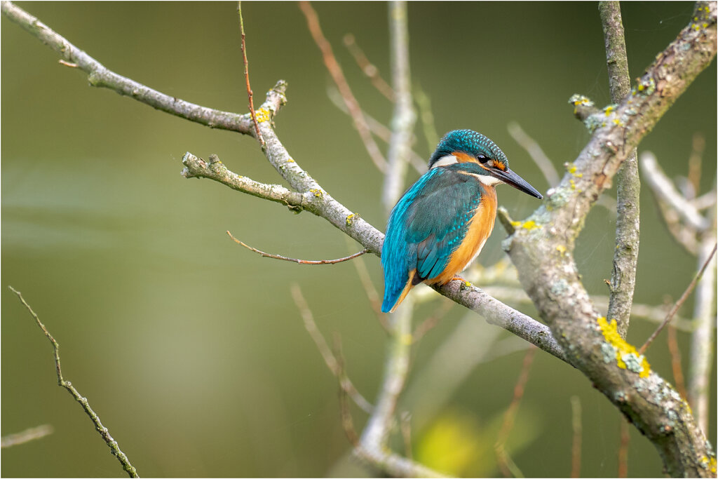 Eisvogel-Kingfisher-Olympus-E-M1-034802-Bearbeitet.jpg