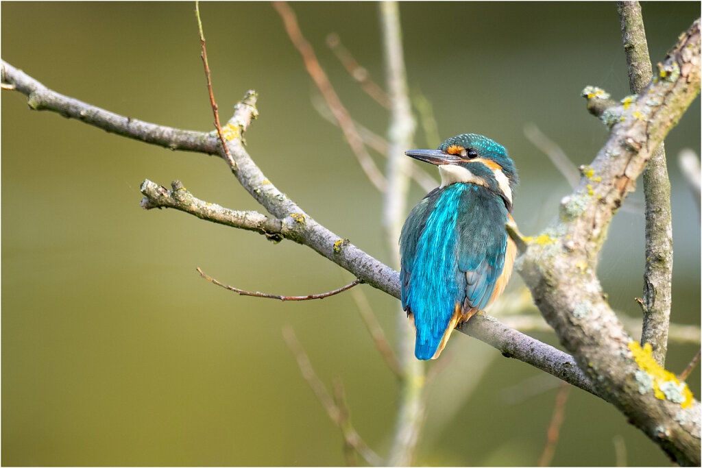 Eisvogel-Kingfisher-Olympus-E-M1l-034850-Bearbeitet.jpg