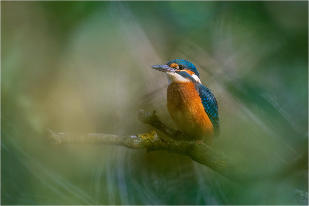 Eisvogel-Kingfisher-Olympus-E-Ml-034878-Bearbeitet.jpg