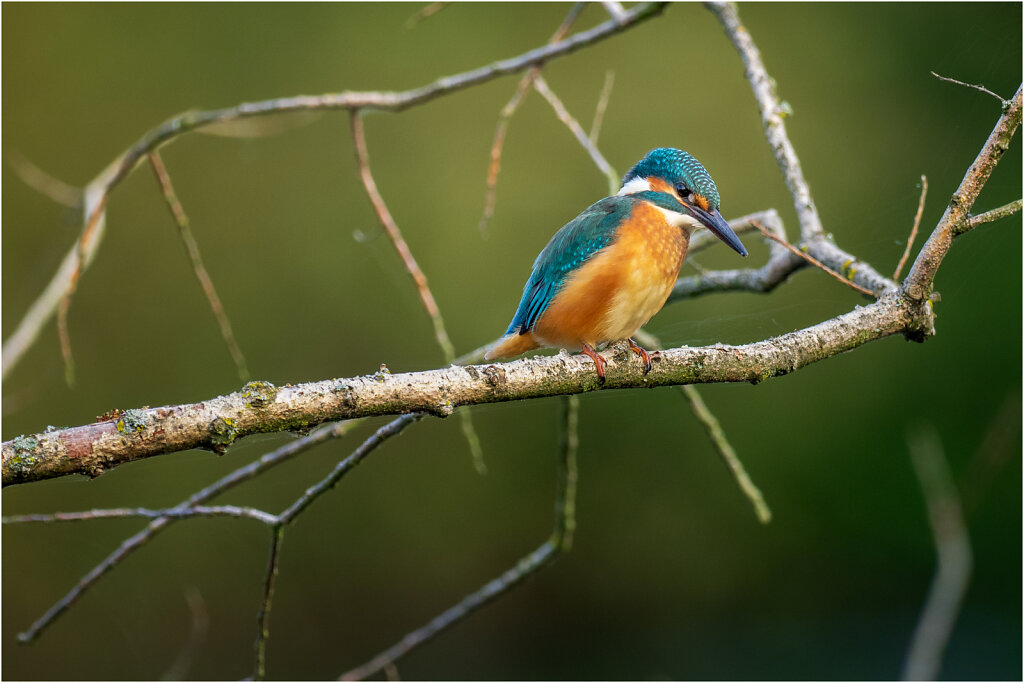 Eisvogel-Kingfisher-Olympus-E-M1-034882-Bearbeitet.jpg