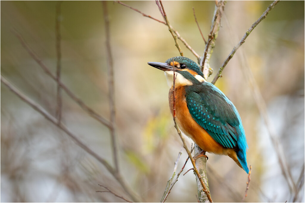 Eisvogel-Kingfisher-Olympus-E-M1-034905-Bearbeitet.jpg