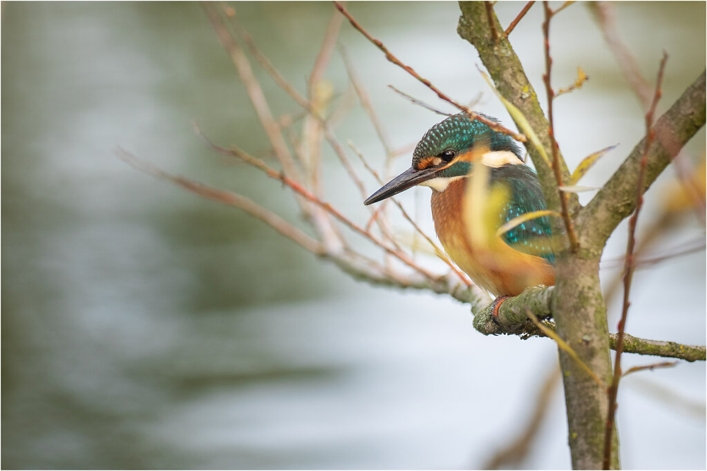 Eisvogel-Kingfisher-Olympus-E-M1034912-Bearbeitet.jpg