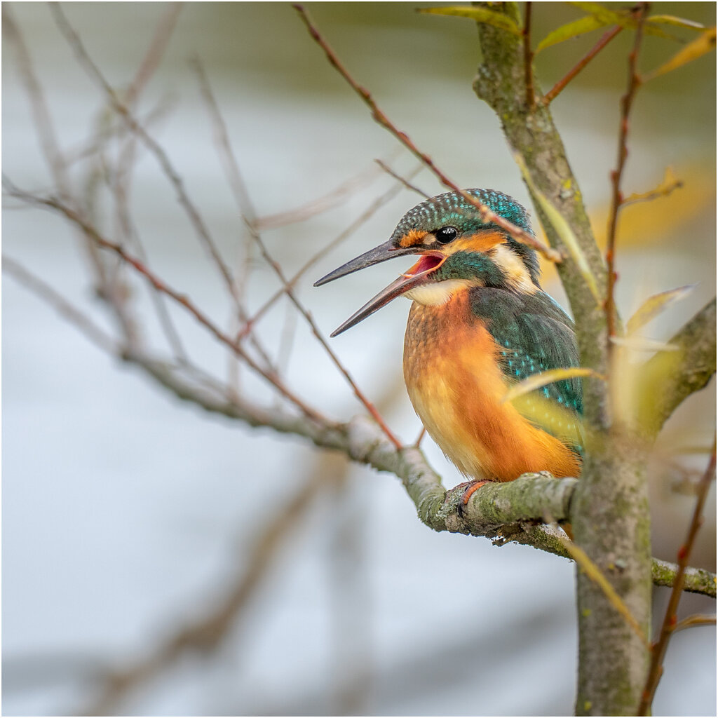 Eisvogel-Kingfisher-Olympus-E-M1-034932-Bearbeitet.jpg