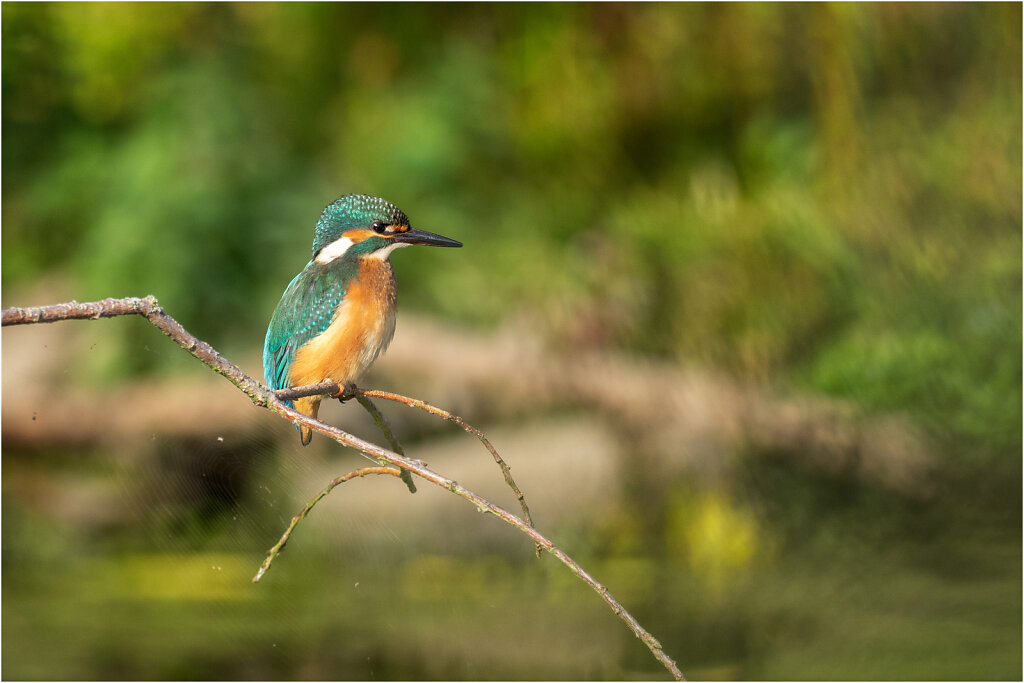 Eisvogel-Kingfisher-Olympus-E-M1-034976-Bearbeitet.jpg