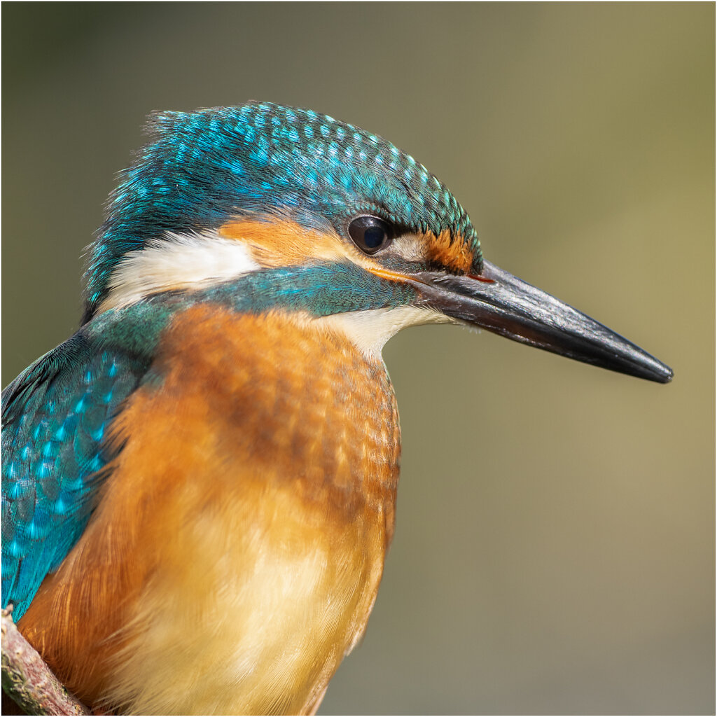 Eisvogel-Kingfisher-Olympus-E-M1-035037-Bearbeitet.jpg