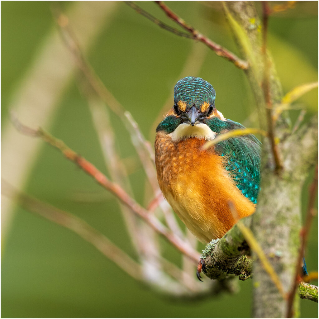 Eisvogel-Kingfisher-Olympus-E-M1-035069-Bearbeitet.jpg