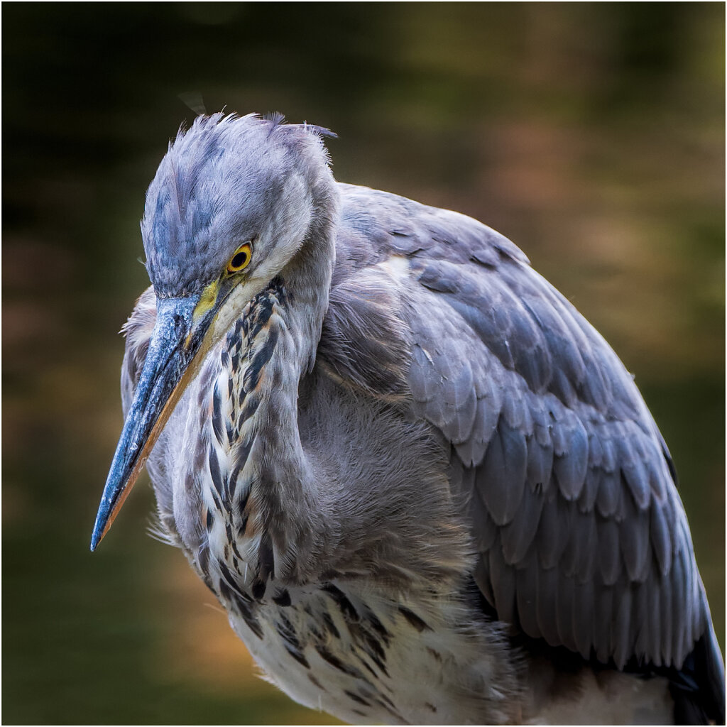 Graureiher-Ardea-cinerea-grey-heron-Olympus-E-M1MarkII-A070724-Bearbeitet.jpg