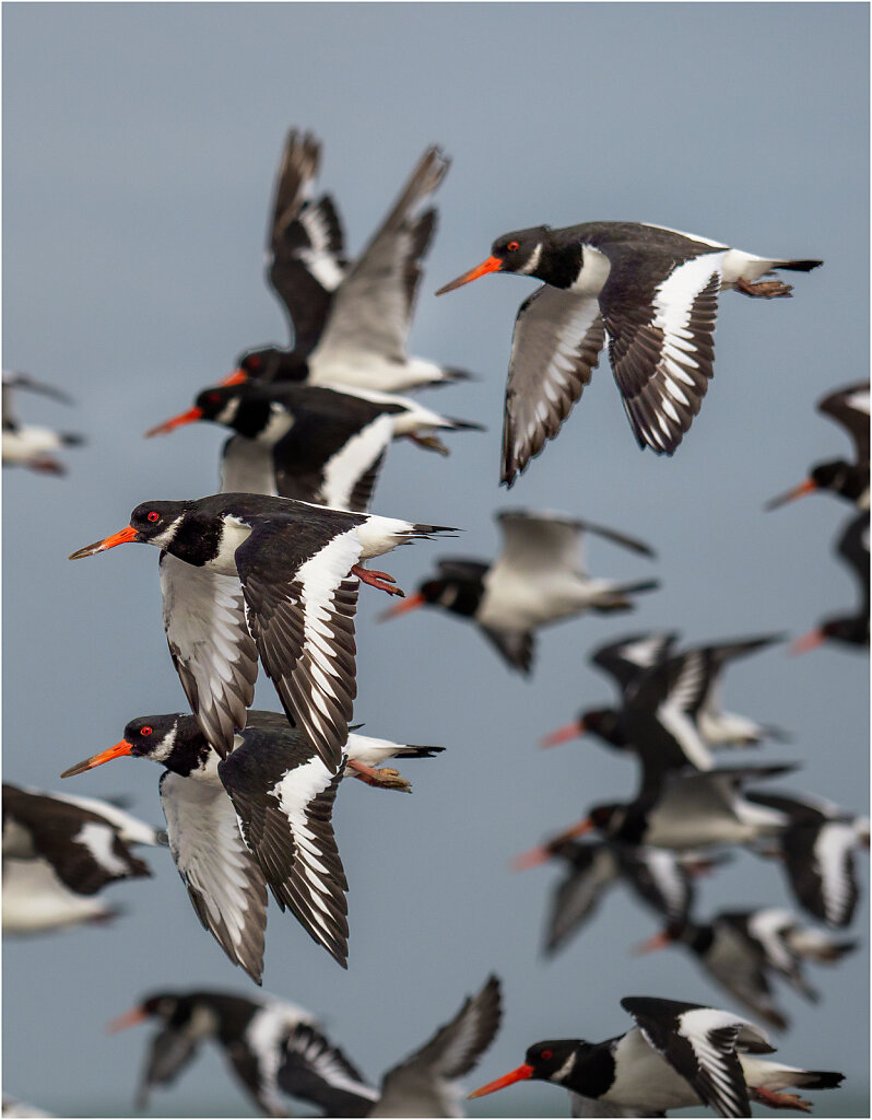 Austernfischer-Eurasian-oystercatcher-Olympus-E-M1MarkII-A238041-Bearbeitet-Bearbeitet-Bearbeitet.jpg