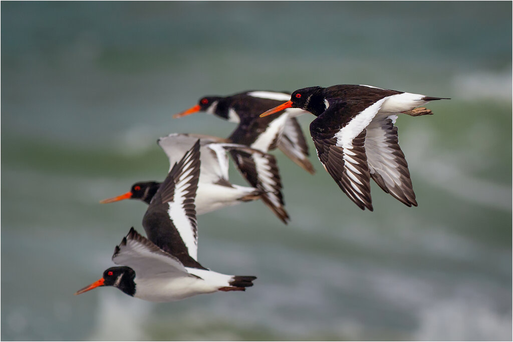 Austernfischer-Eurasian-oystercatcher-Olympus-E-M1MarkII-A237926-Bearbeitet-Bearbeitet-2.jpg