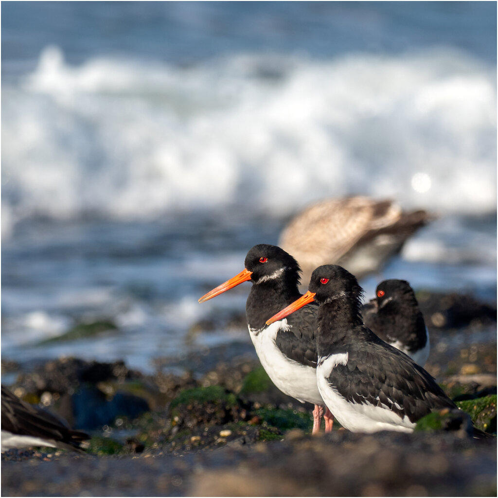 Austernfischer-Eurasian-oystercatcher-Olympus-E-M1MarkIIAusternfischer-217458-Bearbeitet-Bearbeitet.jpg