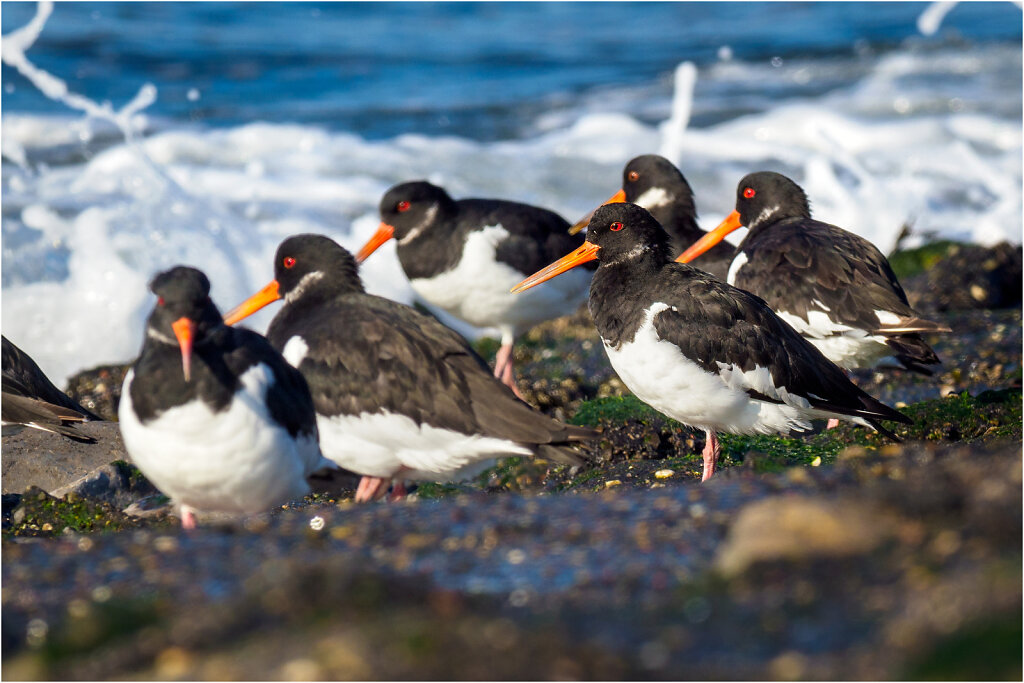 Austernfischer-Eurasian-oystercatcher-Olympus-E-M1MarkIIAusternfischer-217477-Bearbeitet-Bearbeitet.jpg