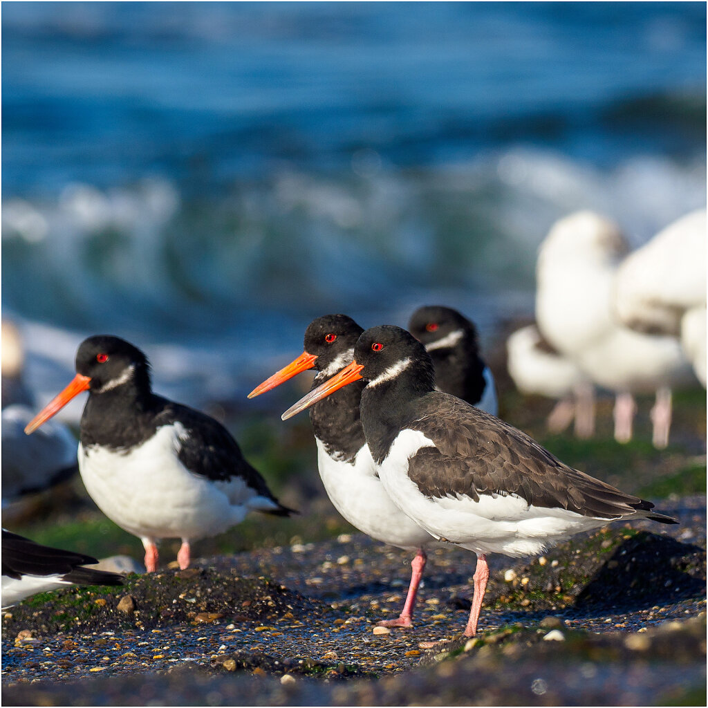 Austernfischer-Eurasian-oystercatcher-Olympus-E-M1MarkIIAusternfischer-217484-Bearbeitet-Bearbeitet.jpg