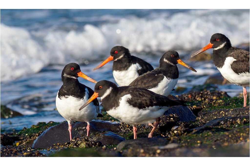 Austernfischer-Eurasian-oystercatcher-Olympus-E-M1MarkIIAusternfischer-217508-Bearbeitet-Bearbeitet.jpg