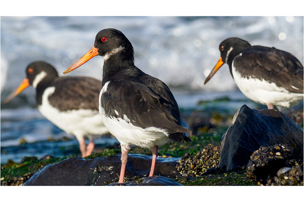 Austernfischer-Eurasian-oystercatcher-Olympus-E-M1MarkIIAusternfischer-217512-Bearbeitet-Bearbeitet.jpg