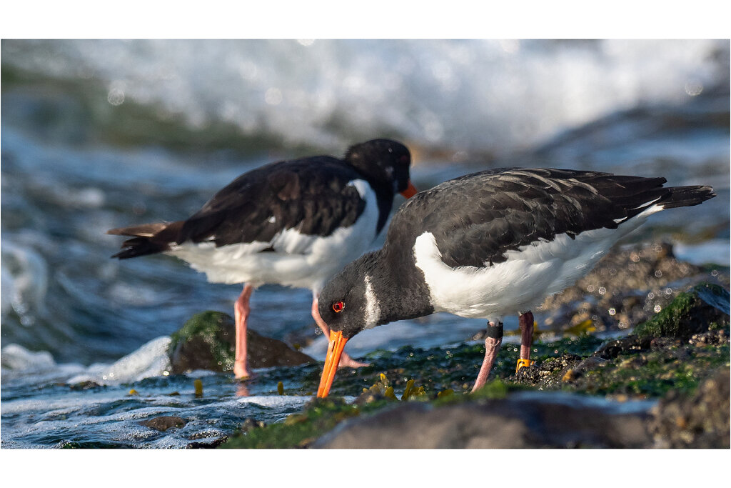 Austernfischer-Eurasian-oystercatcher-Olympus-E-M1MarkIIAusternfischer-217570-Bearbeitet-Bearbeitet.jpg