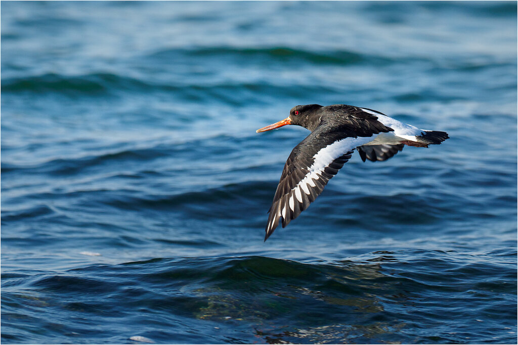 Austernfischer-Eurasian-oystercatcher-Olympus-E-M1MarkIIAusternfischer-217677-Bearbeitet-Bearbeitet.jpg