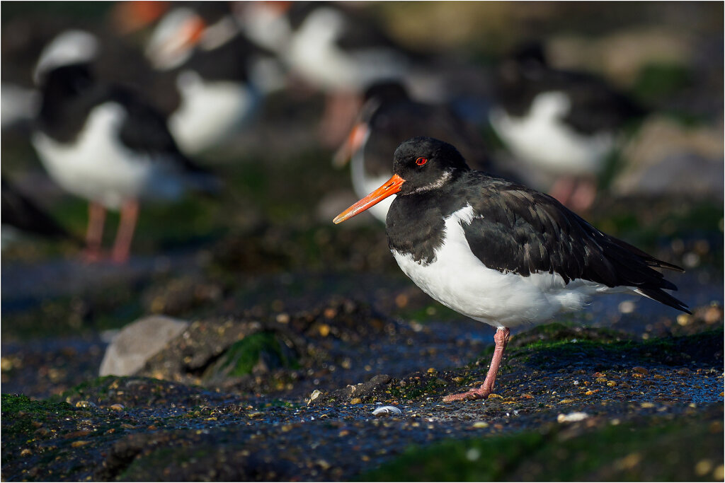 Austernfischer-Eurasian-oystercatcher-Olympus-E-M1MarkIIAusternfischer-217695-Bearbeitet-Bearbeitet.jpg