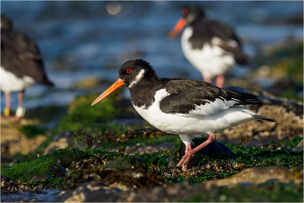 Austernfischer-Eurasian-oystercatcher-Olympus-E-M1MarkIIAusternfischer-217732-Bearbeitet-Bearbeitet.jpg