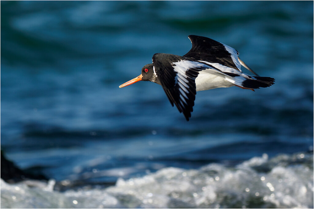 Austernfischer-Eurasian-oystercatcher-Olympus-E-M1MarkIIAusternfischer-217742-Bearbeitet-Bearbeitet.jpg