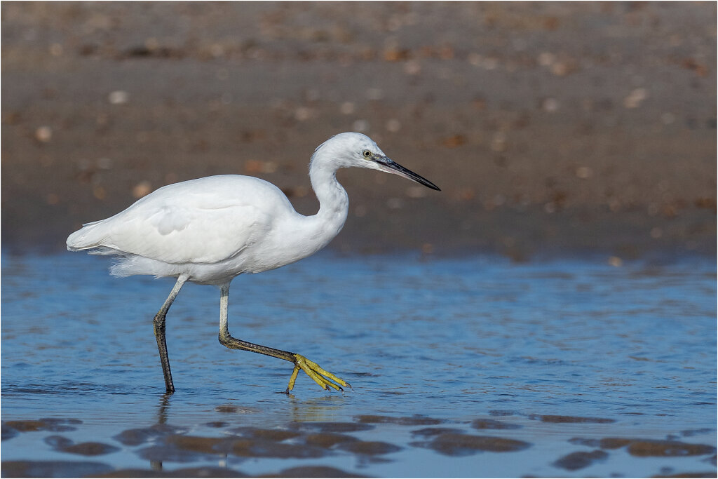 Seidenreiher-Egretta-garzetta-little-egret-Olympus-E-M1MarkII-Seidenreiher-195903-Bearbeitet-Bearbeitet-2.jpg