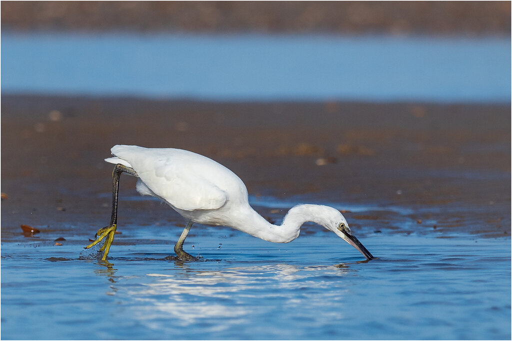 Seidenreiher-Egretta-garzetta-little-egret-Olympus-E-M1MarkII-Seidenreiher-Bearbeitet-Bearbeitet.jpg