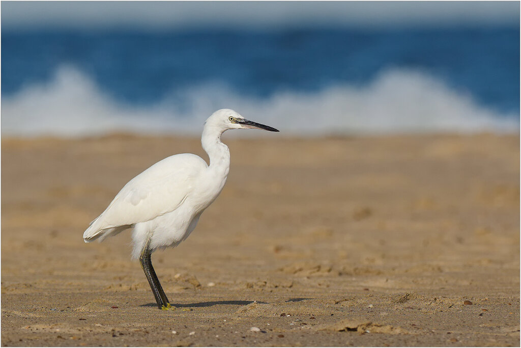 Seidenreiher-Egretta-garzetta-little-egret-Olympus-E-M1MarkII-Seidenreiher-195978-Bearbeitet-Bearbeitet-Bearbeitet.jpg
