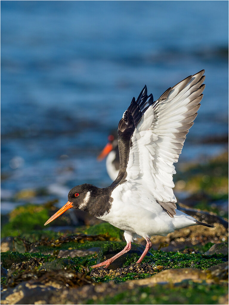 Austernfischer-Eurasian-oystercatcher-Olympus-E-M1MarkIIAusternfischer-217729-Bearbeitet-Bearbeitet.jpg