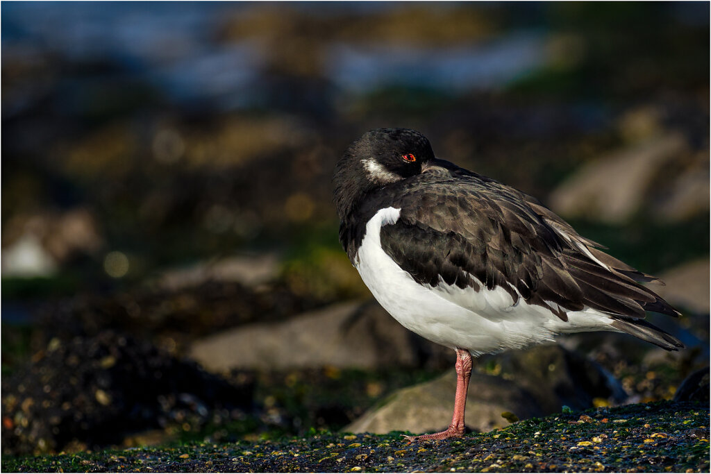 Austernfischer-Eurasian-oystercatcher-Olympus-E-M1MarkIIAusternfischer-217707-Bearbeitet-Bearbeitet-2-Bearbeitet.jpg