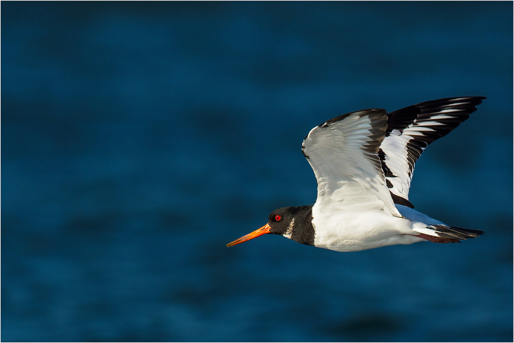 Austernfischer-Eurasian-oystercatcher-Olympus-E-M1MarkIIAusternfischer-217774-Bearbeitet-Bearbeitet-3-Bearbeitet.jpg
