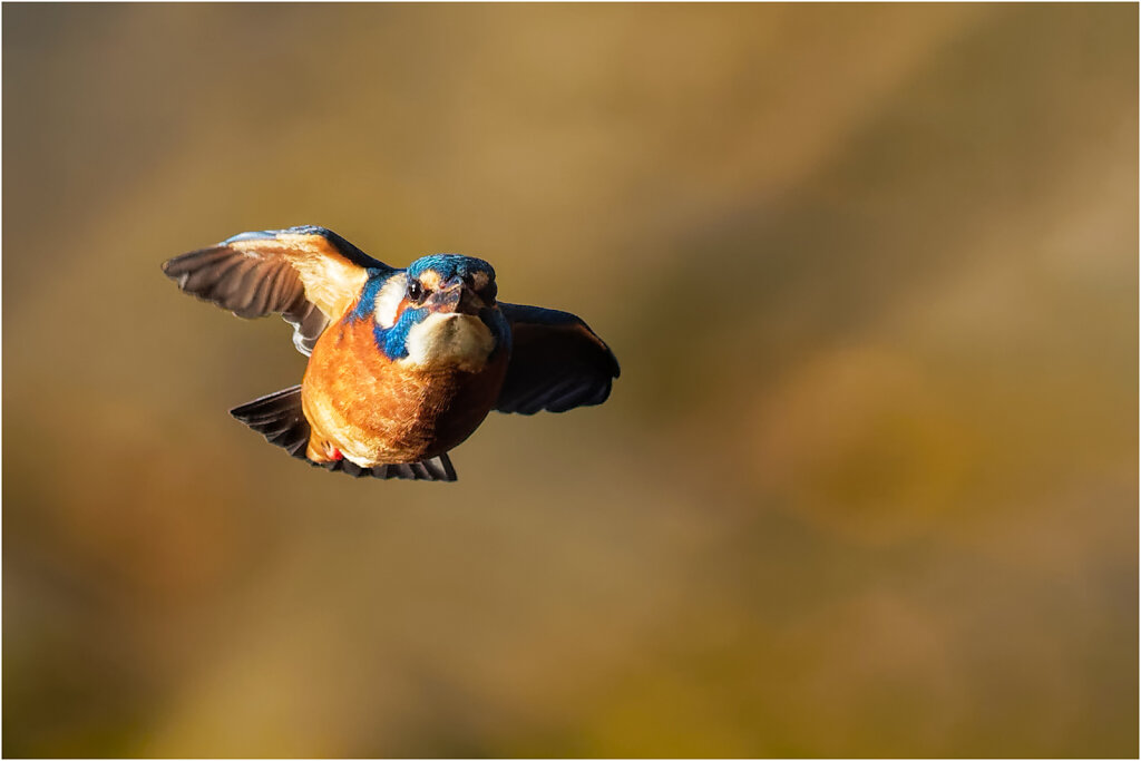 Eisvogel-Kingfisher-Olympus-E-M1MarkII-B181027-DxO-Bearbeitet.jpg