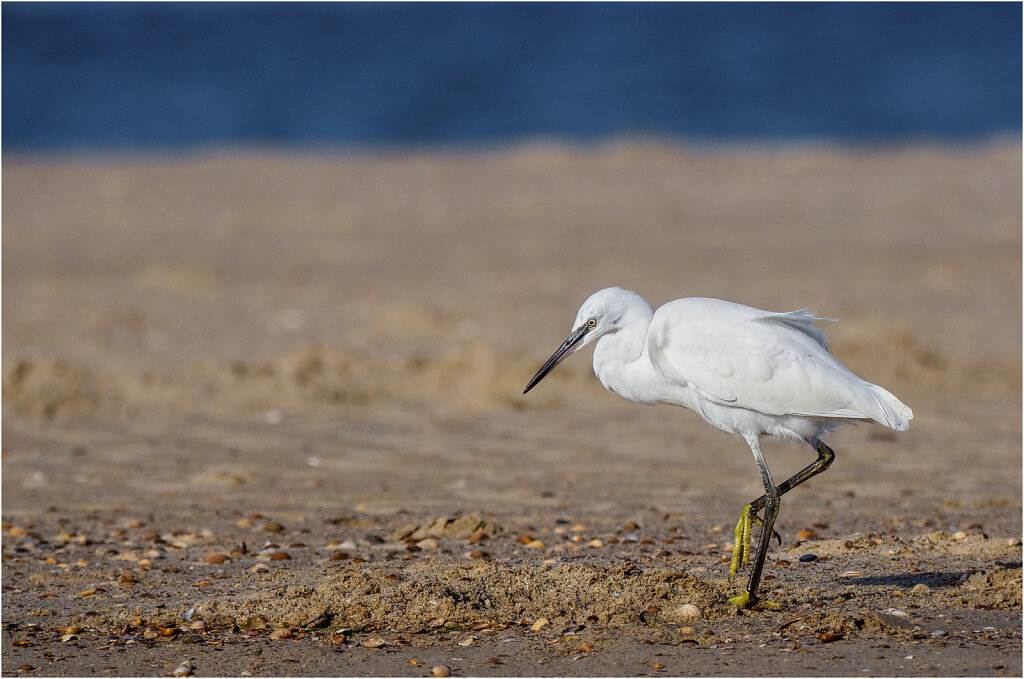 Seidenreiher-Egretta-garzetta-little-egret-Olympus-E-M1MarkII-Seidenreiher-195989-Bearbeitet-Bearbeitet.jpg