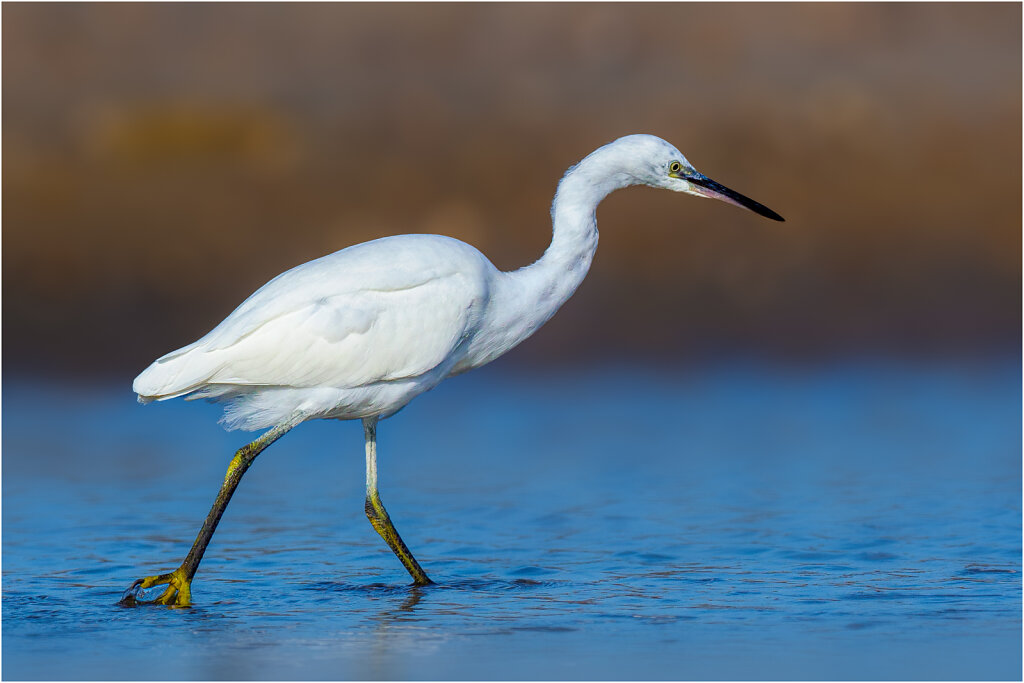 Seidenreiher-Egretta-garzetta-little-egret-Olympus-E-M1MarkII-Seidenreiher-195910-Bearbeitet.jpg