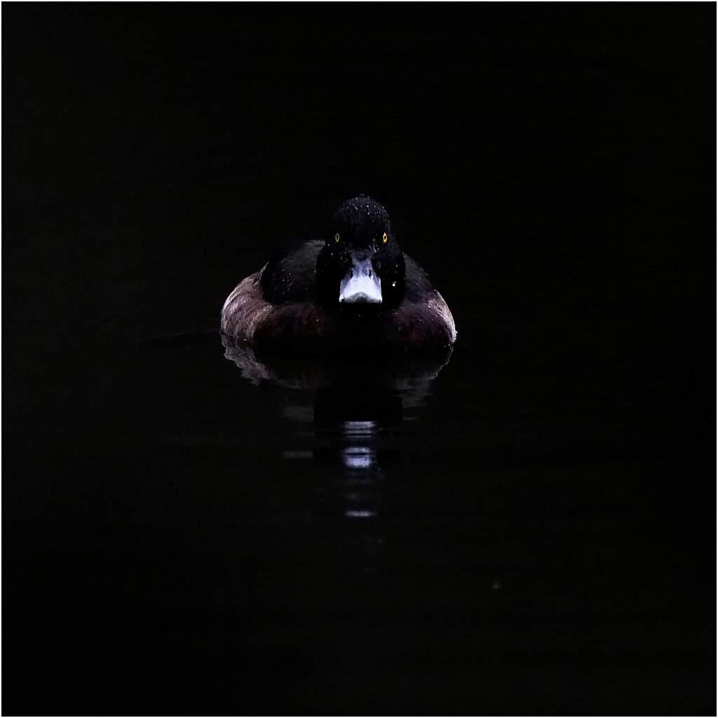 Reiherente-Tufted-duck-Olympus-E-M1MarkII-C311569-Bearbeitet.jpg