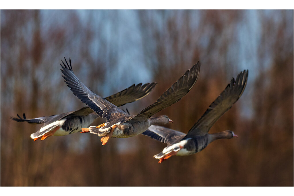 Blassgans-Anser-albifrons-Greater-white-fronted-goose-Olympus-E-M1MarkII-Olympus-E-M1MarkII-1021913-25-33.jpg