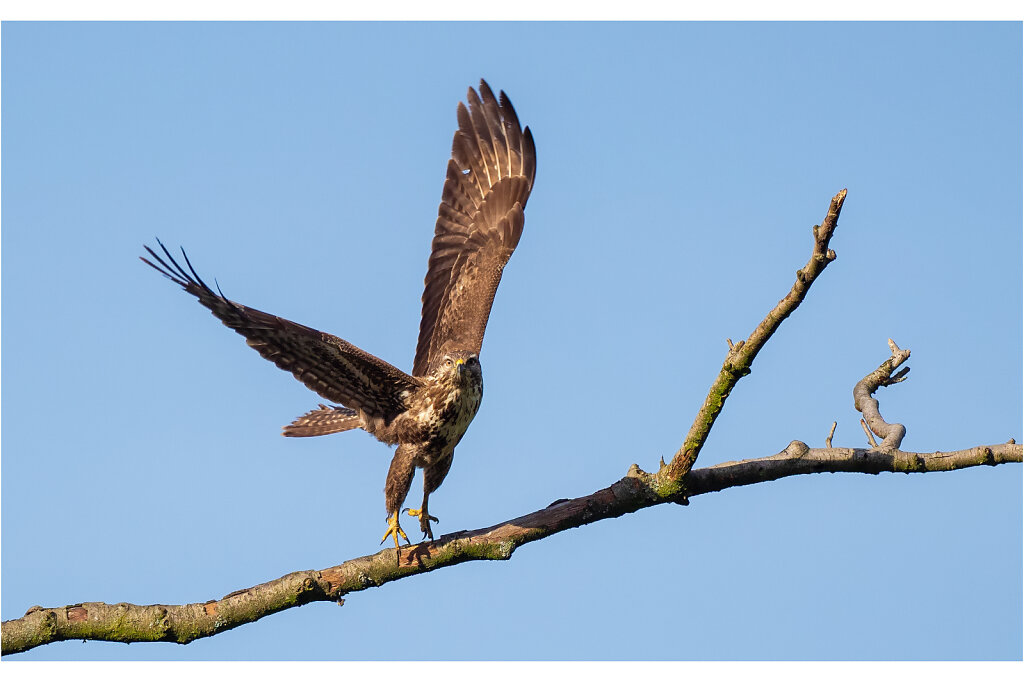 Mausebussard-Buteo-buteo-Common-buzzard-Olympus-E-M1MarkII-1193967-56-57.jpg