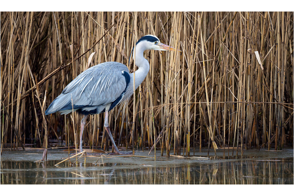 Graureiher-Ardea-cinerea-grey-heron-Olympus-E-M1MarkII-1275442-67.jpg