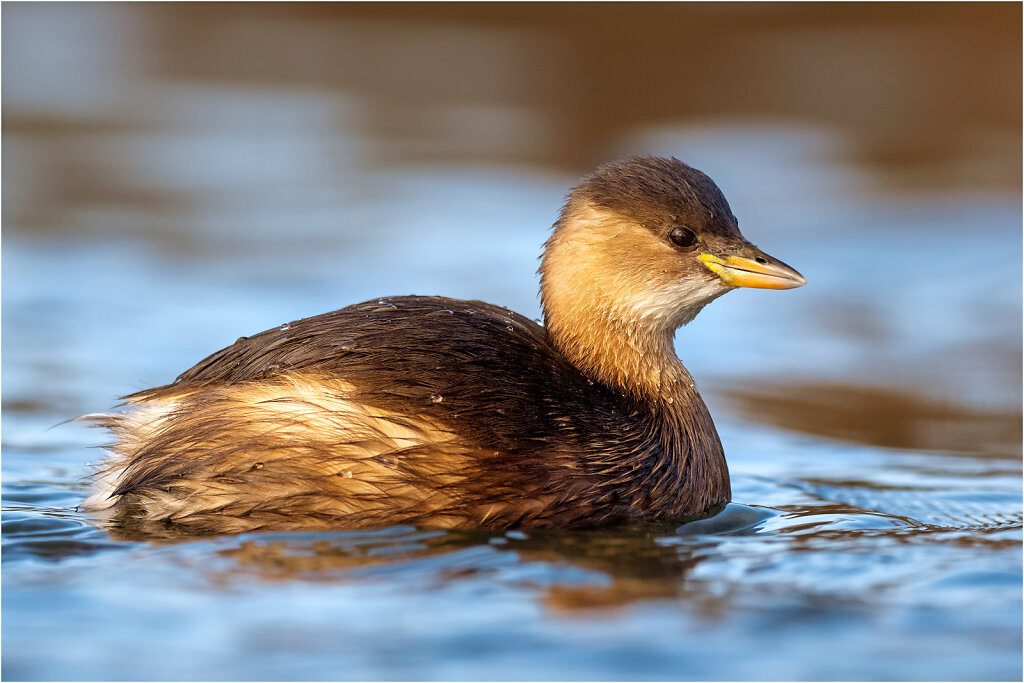 Zwergtaucher-Tachybaptus-ruficollis-Little-grebe-Olympus-E-M1MarkII-2037357-76-77.jpg