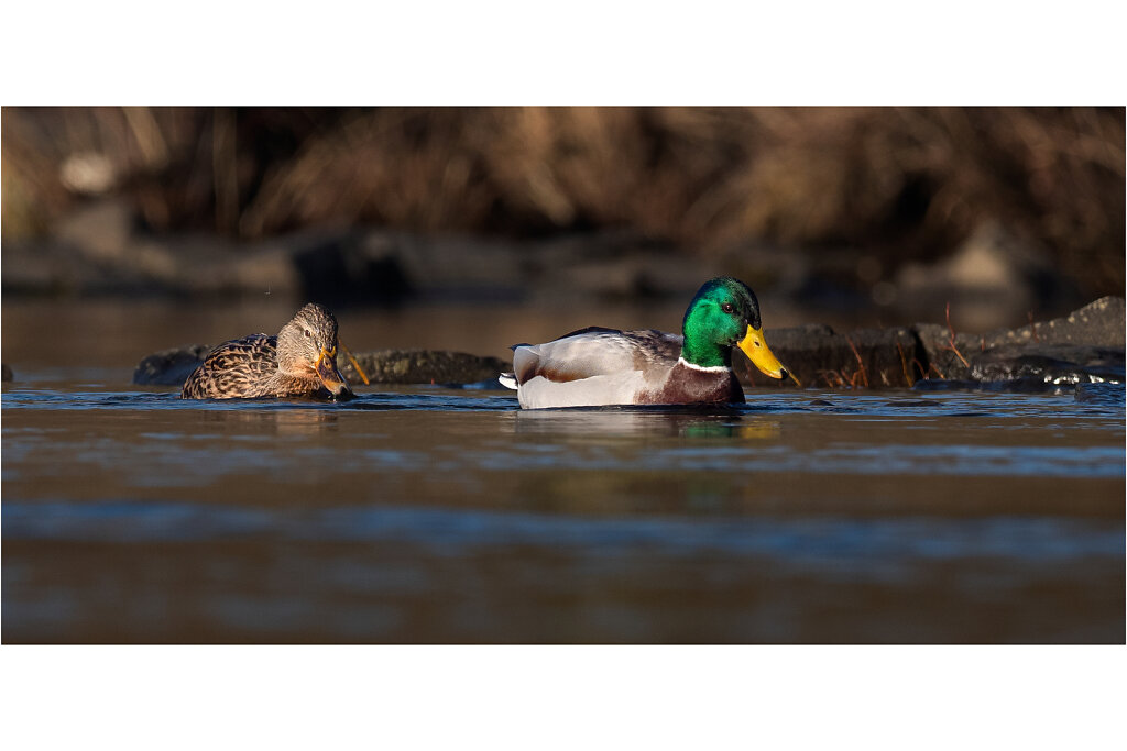 Stockente-Anas-platyrhynchos-Mallard-Olympus-E-M1MarkII-2036940-82-83.jpg
