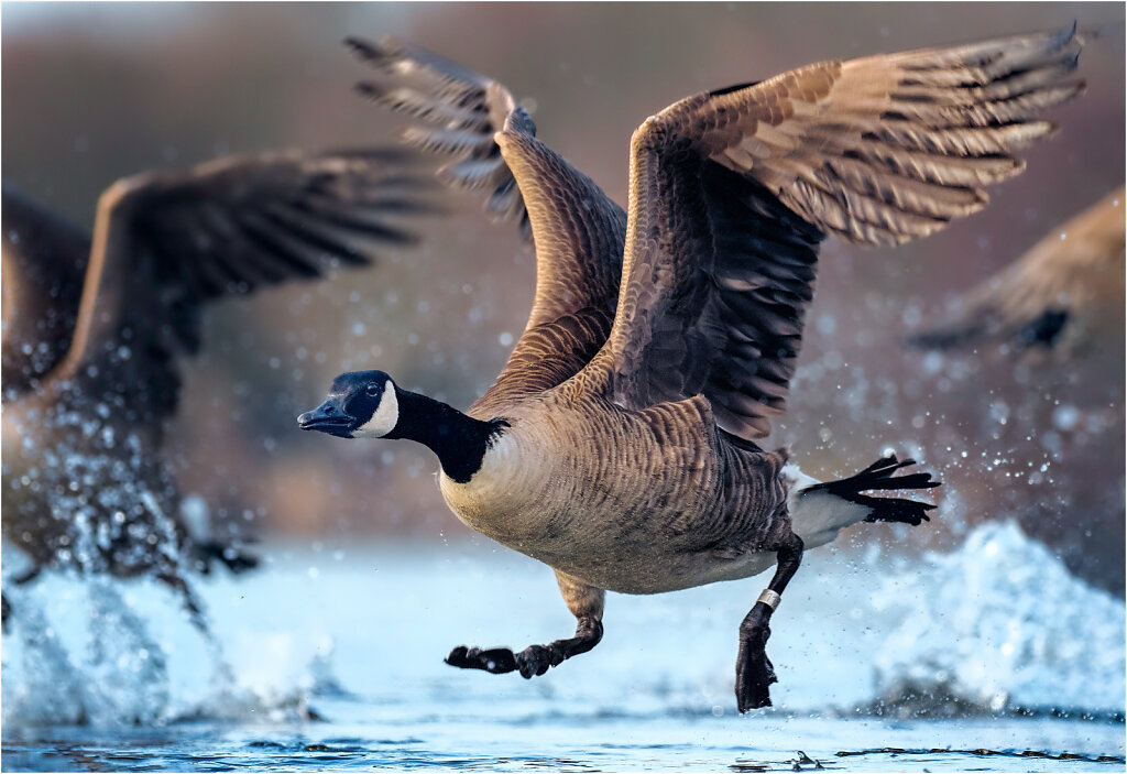 Kanadagans-Branta-canadensis-Canada-goose-Olympus-E-M1MarkII-2037226-74-75-84.jpg