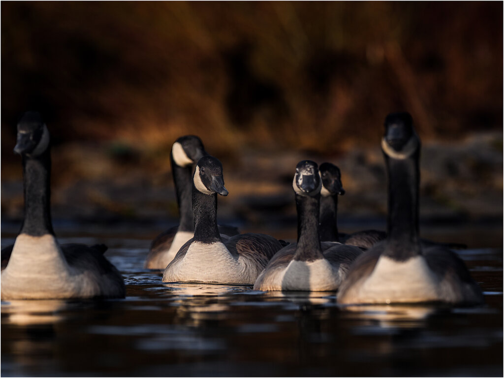 Kanadagans-Branta-canadensis-Canada-goose-Olympus-E-M1MarkII-2036573-87-90-91.jpg