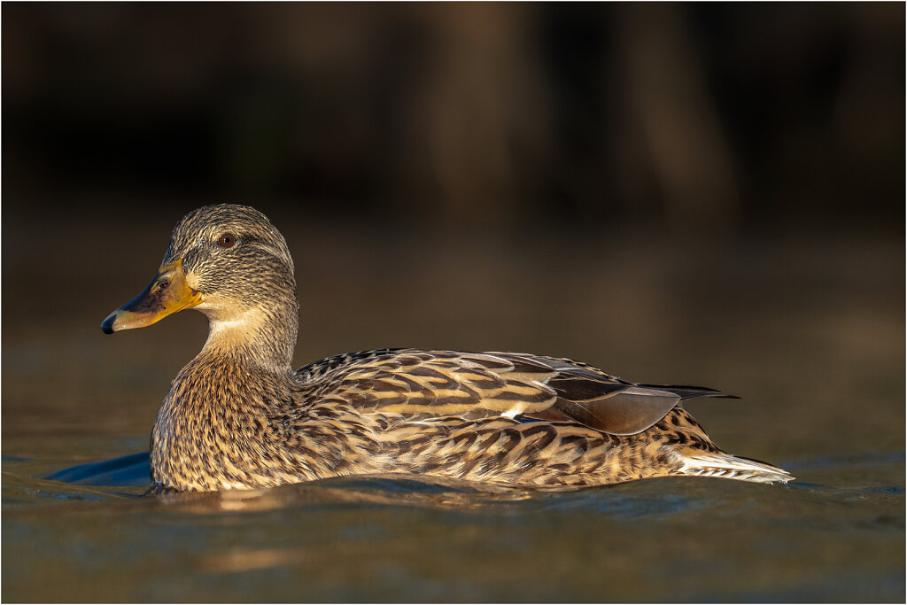Stockente-Anas-platyrhynchos-Mallard-Olympus-E-M1MarkII-2168257-120-121.jpg