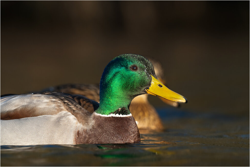 Stockente-Anas-platyrhynchos-Mallard-Olympus-E-M1MarkII-2168214-118.jpg