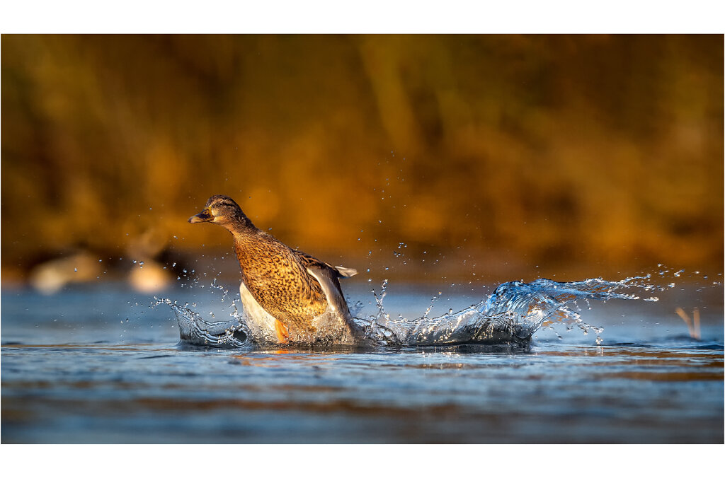 Stockente-Anas-platyrhynchos-Mallard-Olympus-E-M1MarkII-2167924-112-113.jpg