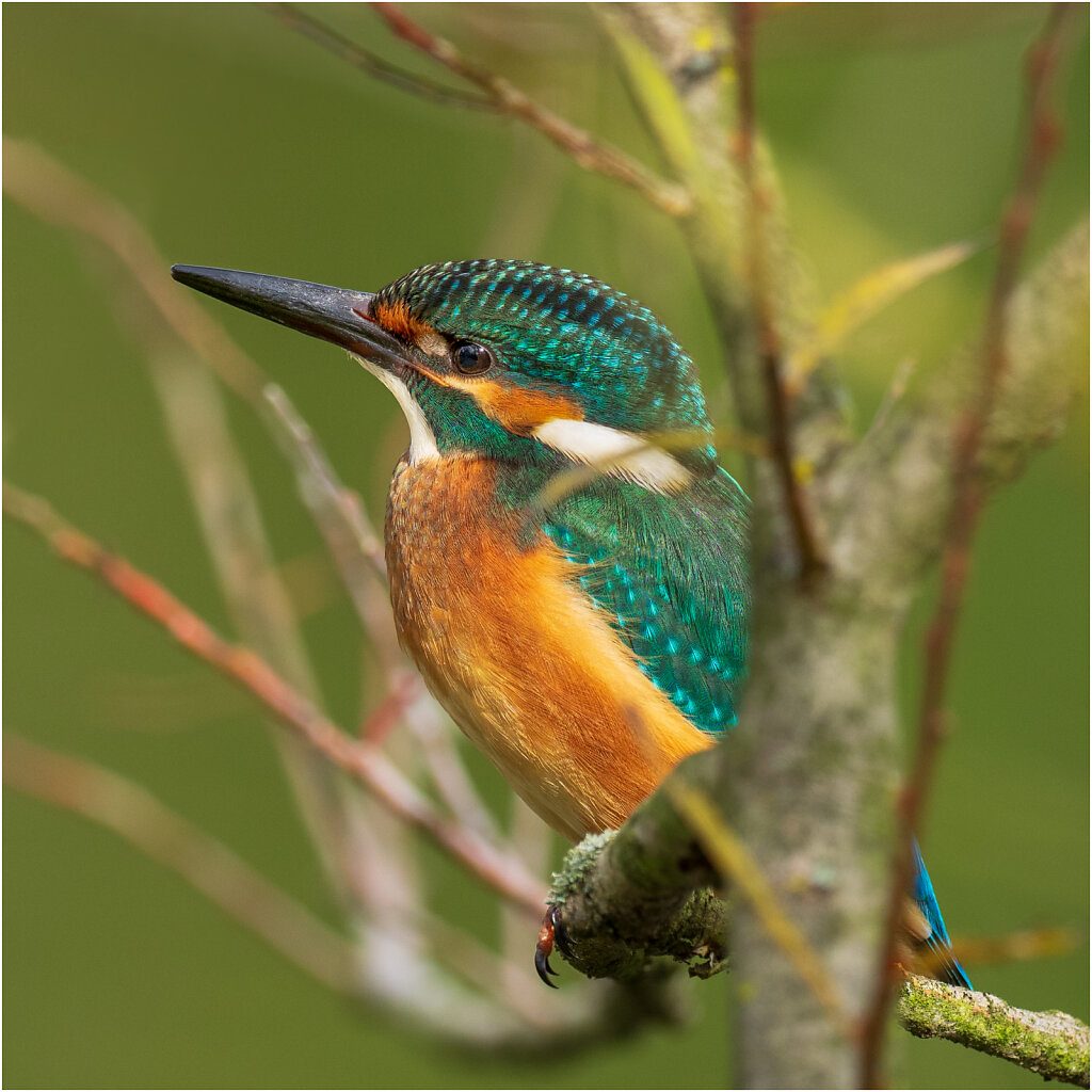 Eisvogel-Kingfisher-Olympus-E-M1-035089-Bearbeitet-2.jpg