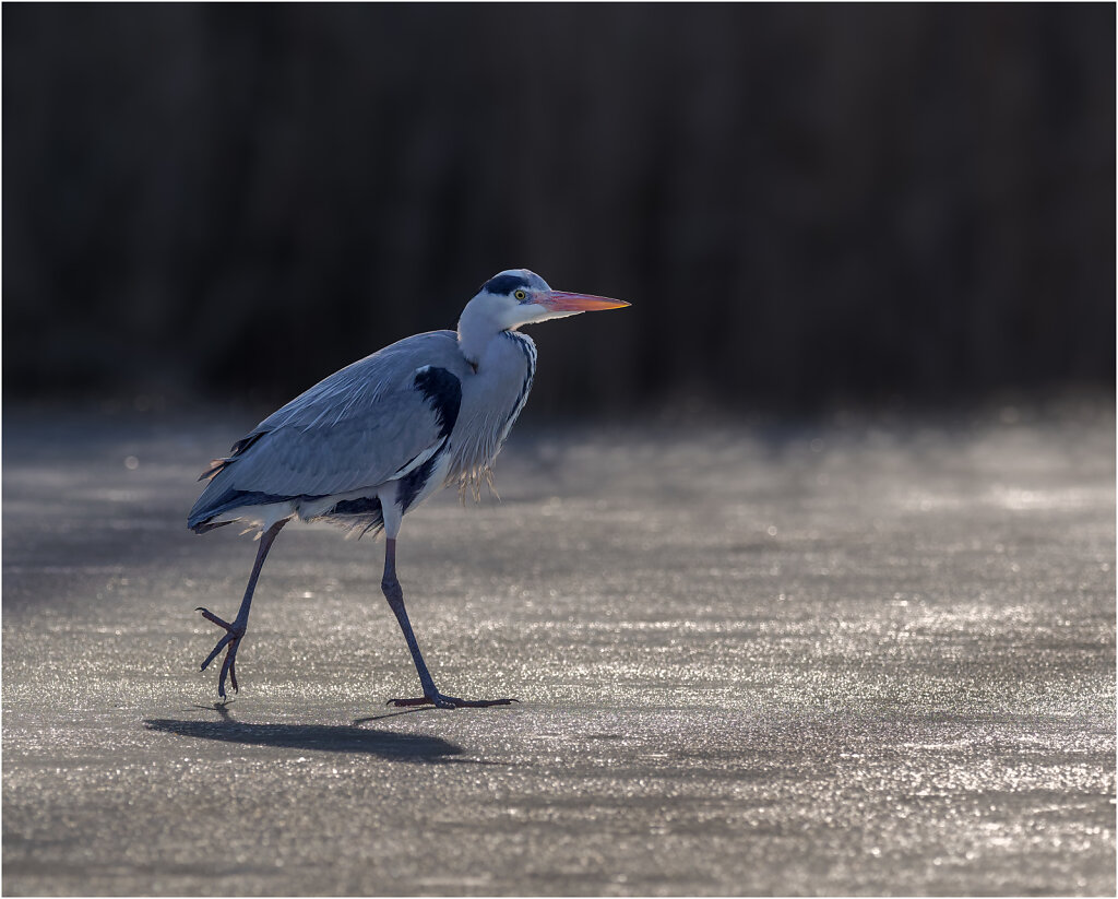 Graureiher-Ardea-cinerea-grey-heron-Olympus-E-M1MarkII-2247575-DxO-Bearbeitet.jpg