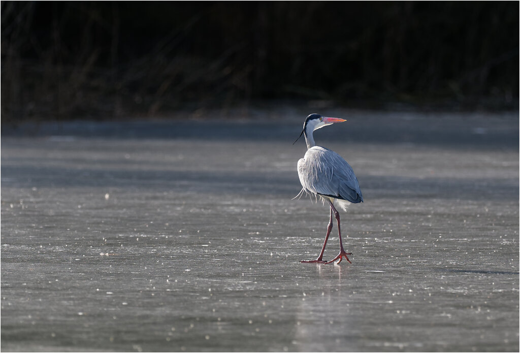 Graureiher-Ardea-cinerea-grey-heron-Olympus-E-M1MarkII-2247434-DxO-Bearbeitet.jpg