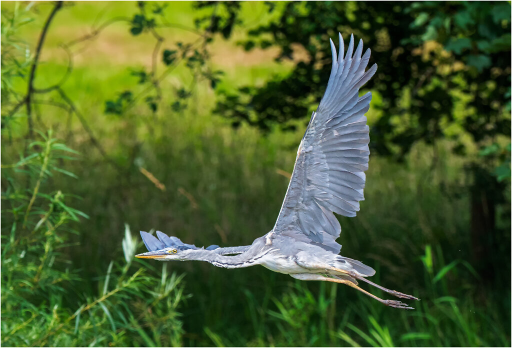 Graureiher-Ardea-cinerea-grey-heron-Olympus-E-M1MarkII-6230839-Bearbeitet.jpg
